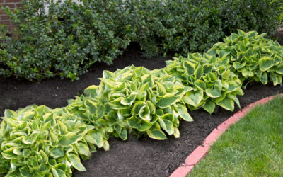 Landscape Tips For Spring