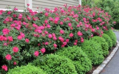 Alternatives to Knockout Roses