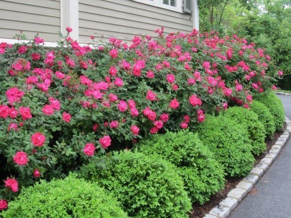 Alternatives to Knockout Roses
