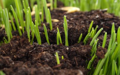Seeding or Sodding?