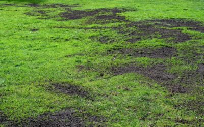 Terraseeding Your Property