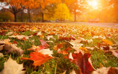 Mowing Leaves