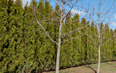 Using Plants For Outdoor Privacy Screening