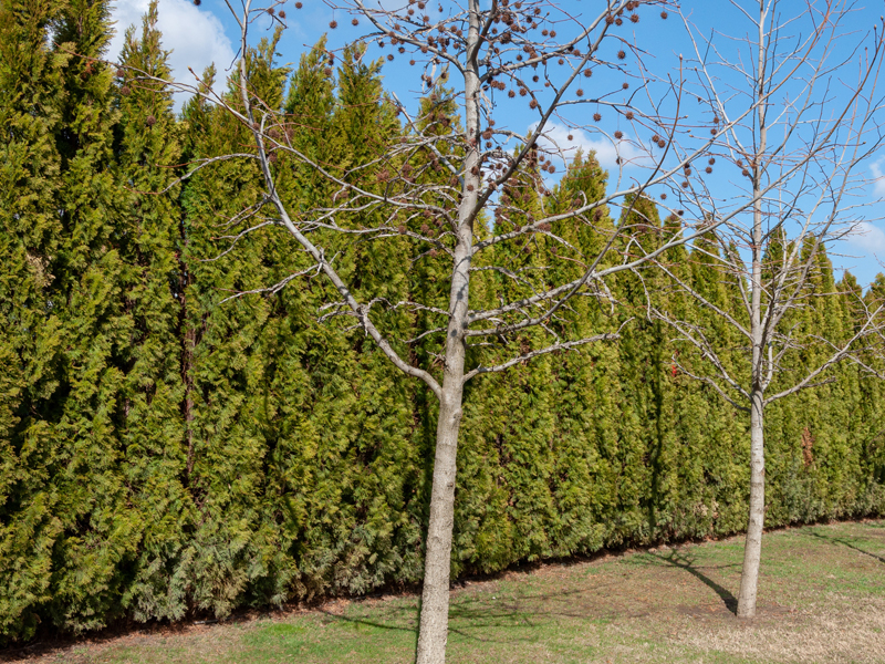 Arborvitae (Thuja) Tree