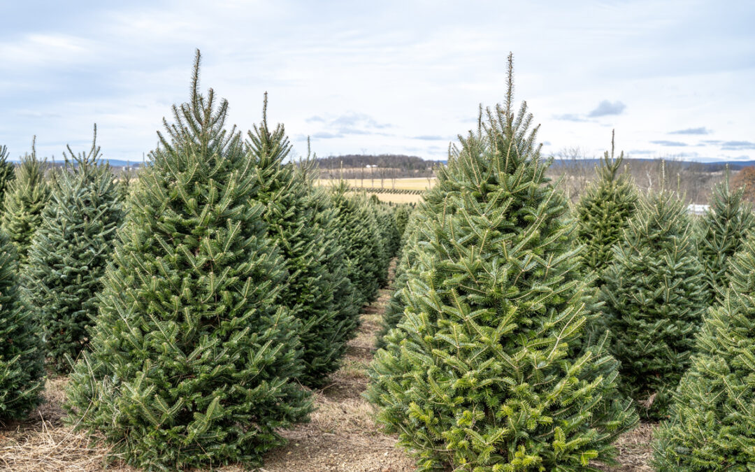 Christmas Tree Farm