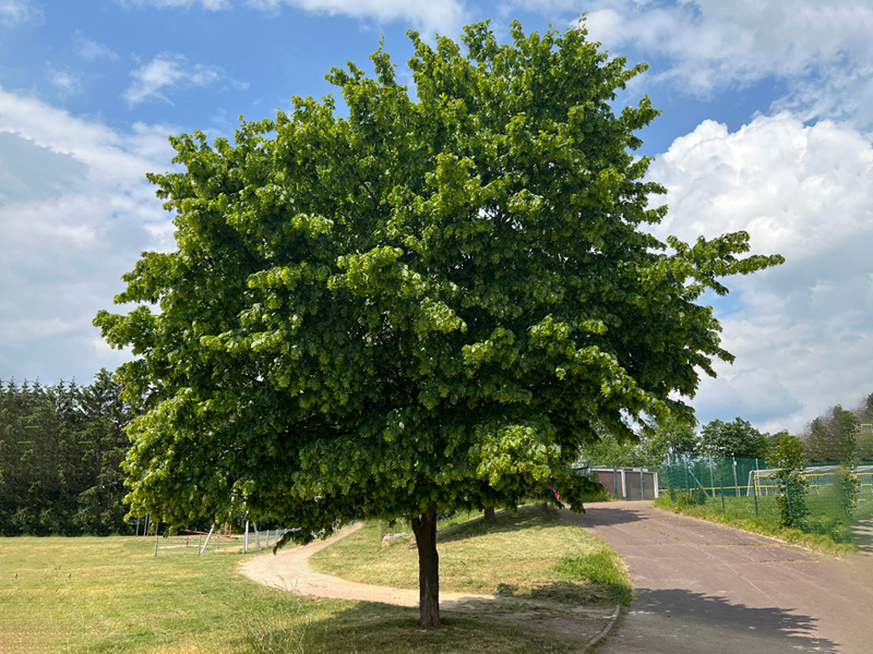 Hornbeam Tree