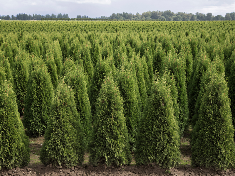 Leyland Cypress Farm