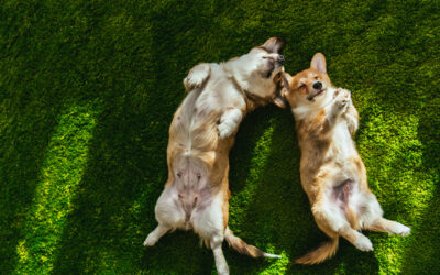 Pet-Friendly Landscape Options