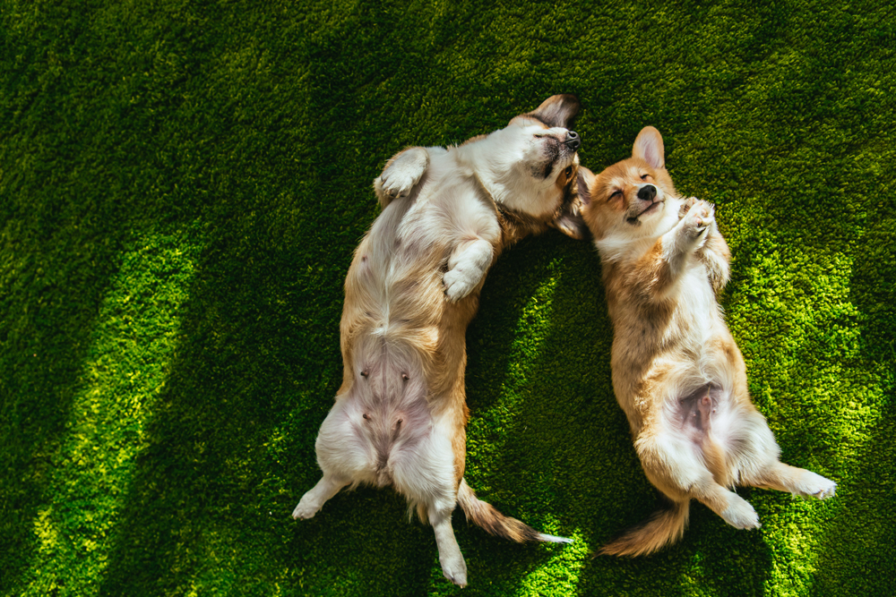 Pet-Friendly Landscape Options