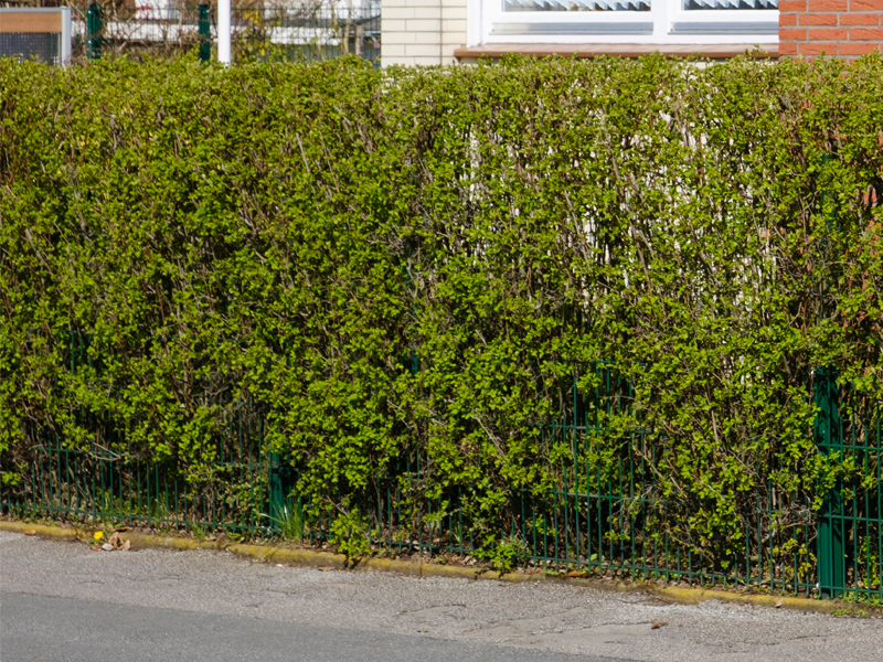 Privet hedge