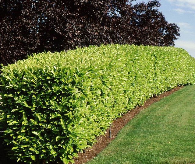 Skip Laurel Hedge