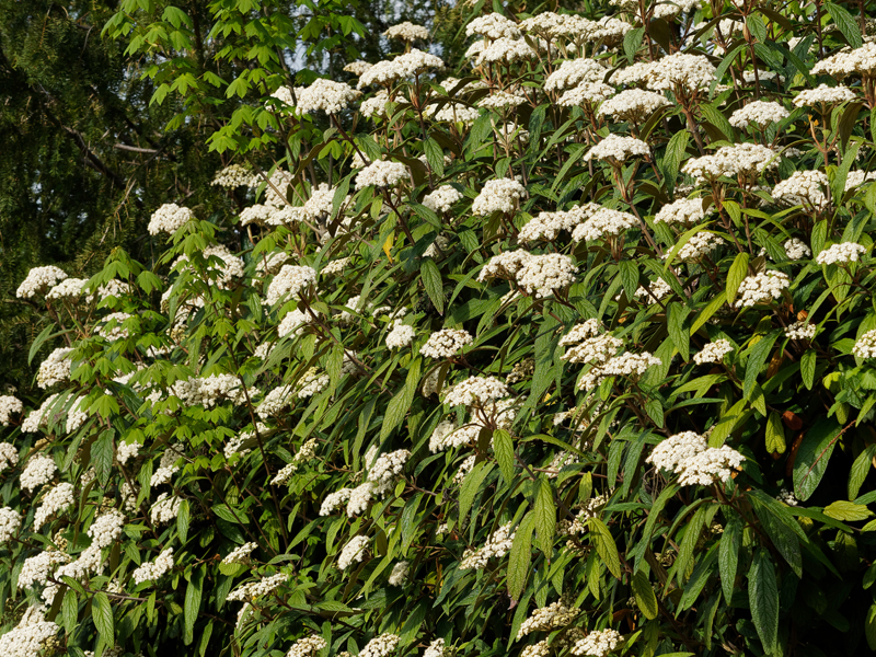 Viburnum in bloom
