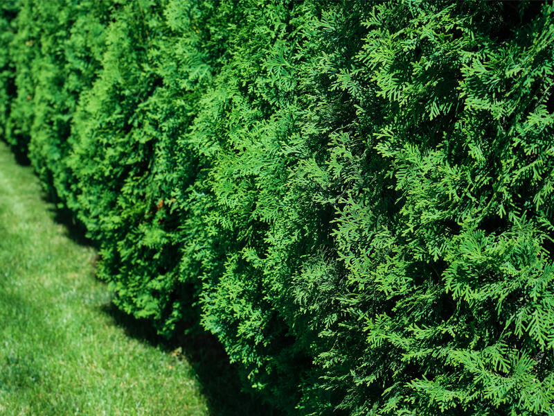 Cryptomeria