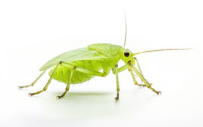 Safe Insect Control