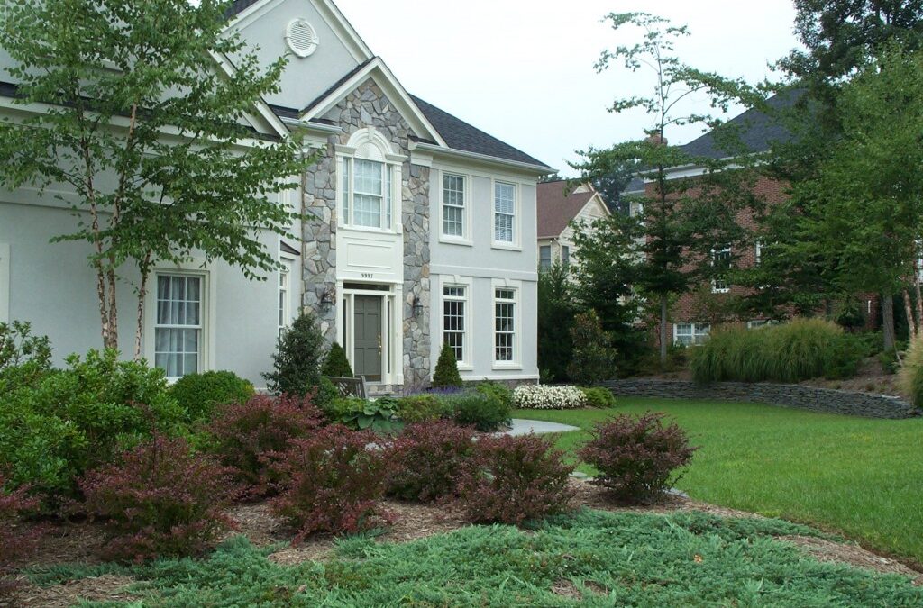Boxwoods that have been transplanted by the author multiple times.