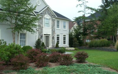 Transplanting Boxwoods